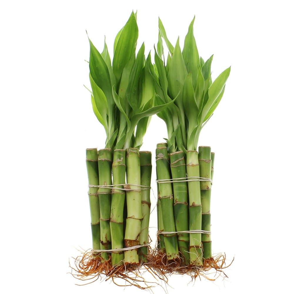 entretien-du-bamboo