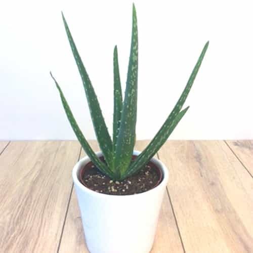 entretien-de-laloes