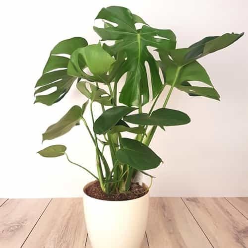entretien-du-monstera