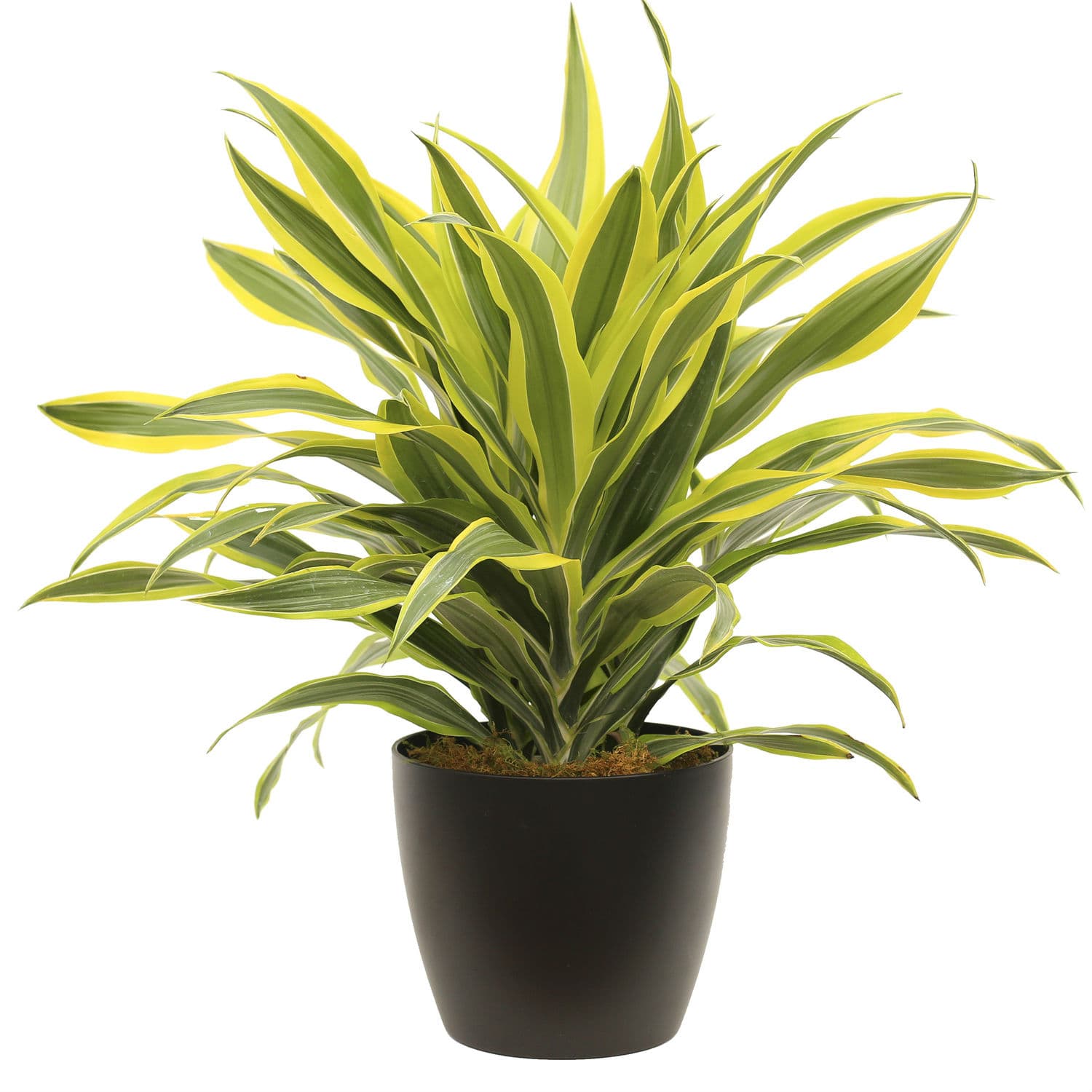 entretien-du-dracena