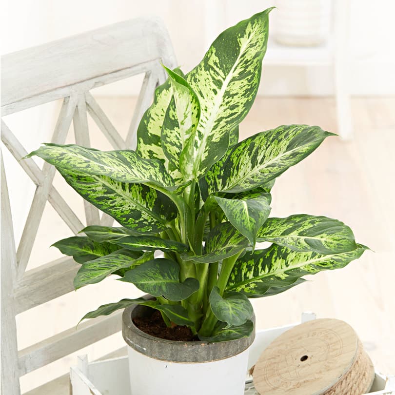 entretien-du-dieffenbachia