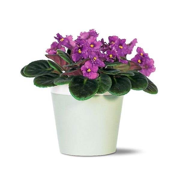 Violette Africaine
