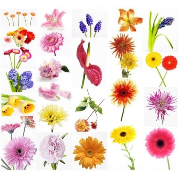 Les fleurs ont un langage non verbal avec des cultures différentes à chaque pays ayant des signes particuliers de la façon dont elles sont disposées dans la maison. La floriography est la façon d’envoyer des fleurs pour affirmer vos sentiments.