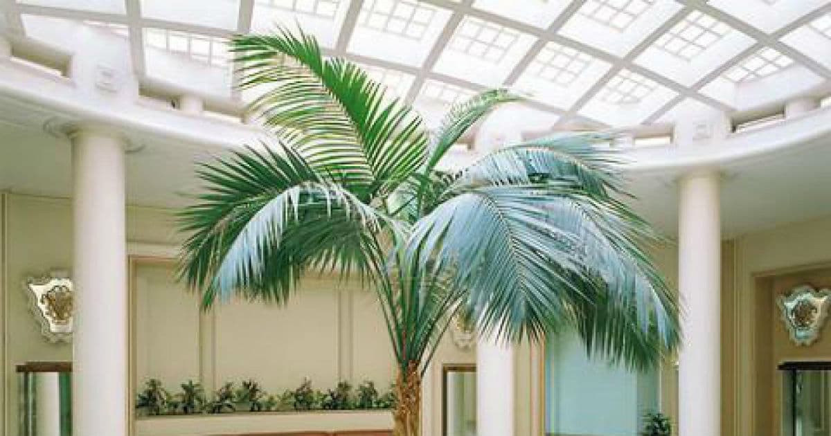 entretien-du-palmier