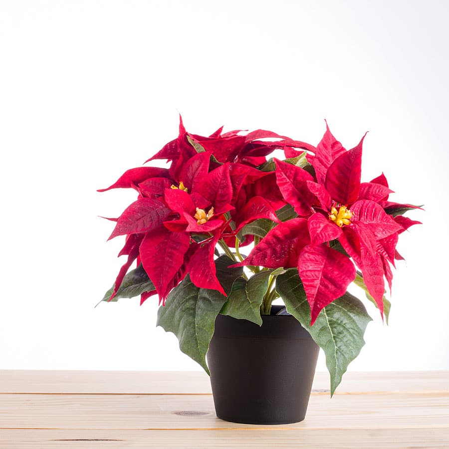 entretien-pour-poinsettia