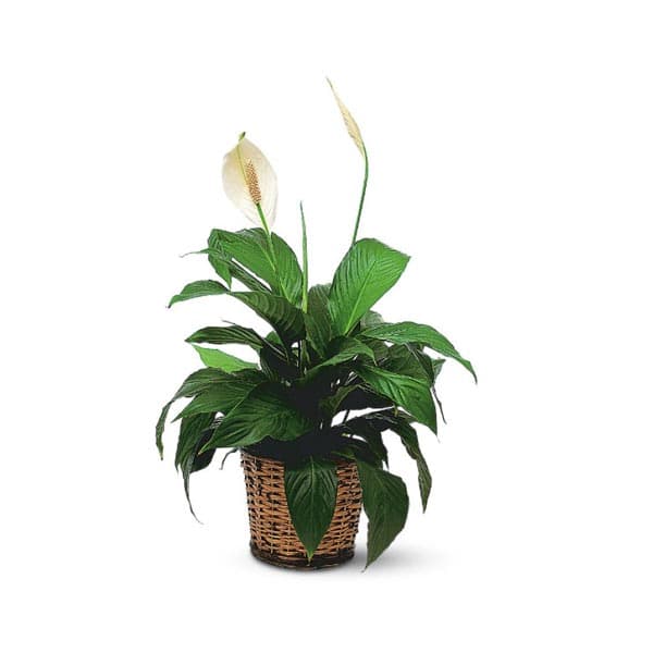 Spathiphyllum petit