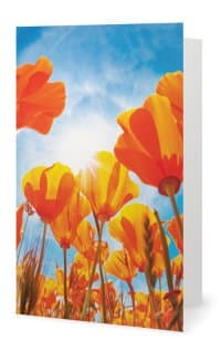Le champ de tulipes carte de souhaits
