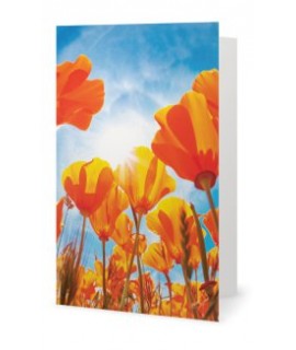Le champ de tulipes carte de souhaits