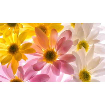 Fleuriste à proximité