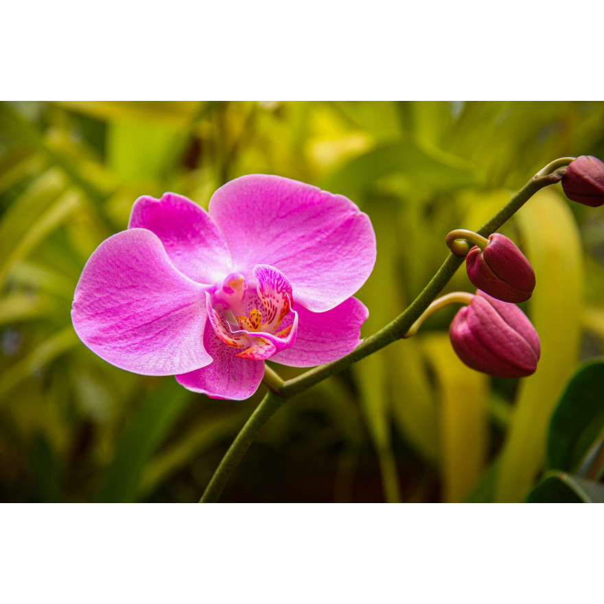 17 types de fleurs tropicales les plus attrayantes