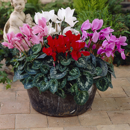 Entretien du Cyclamen