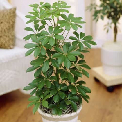 Entretien du Schefflera