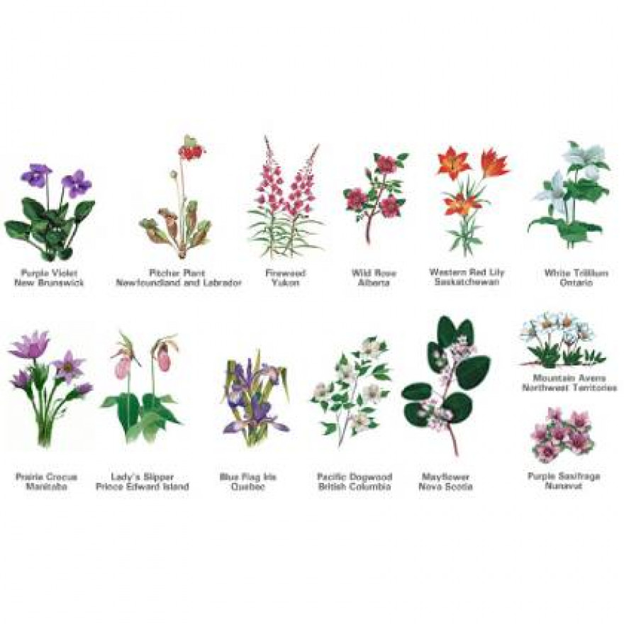 Guide des fleurs par Provinces Candiennes