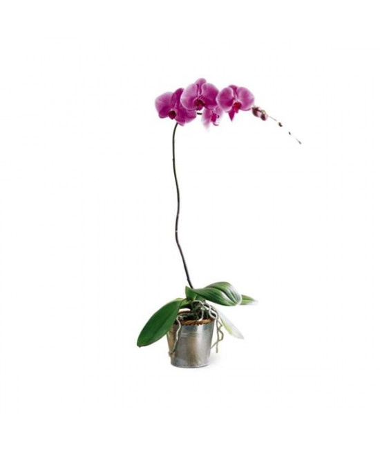 L'orchidée Lavande (FTD® - C34-3579) LeFleuriste.com™